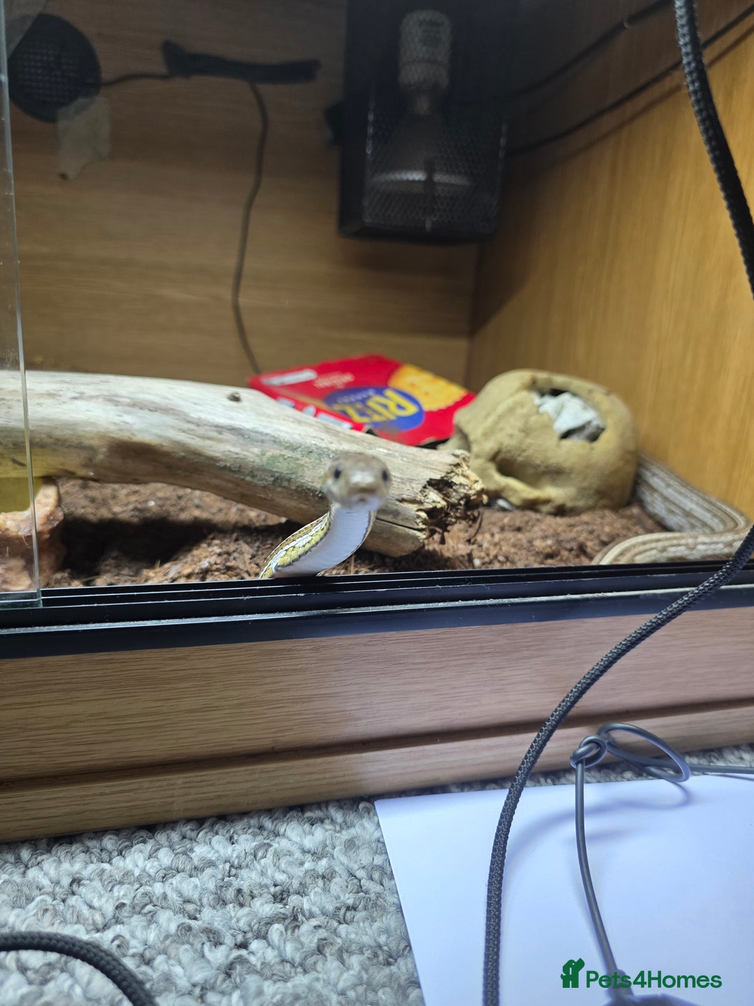 Corn Snake reptiles for sale: Tessera Corn Snake Looking for home  - Advert 11