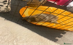 Mini Lop rabbits for sale: Pedigree mini lop - Advert 3