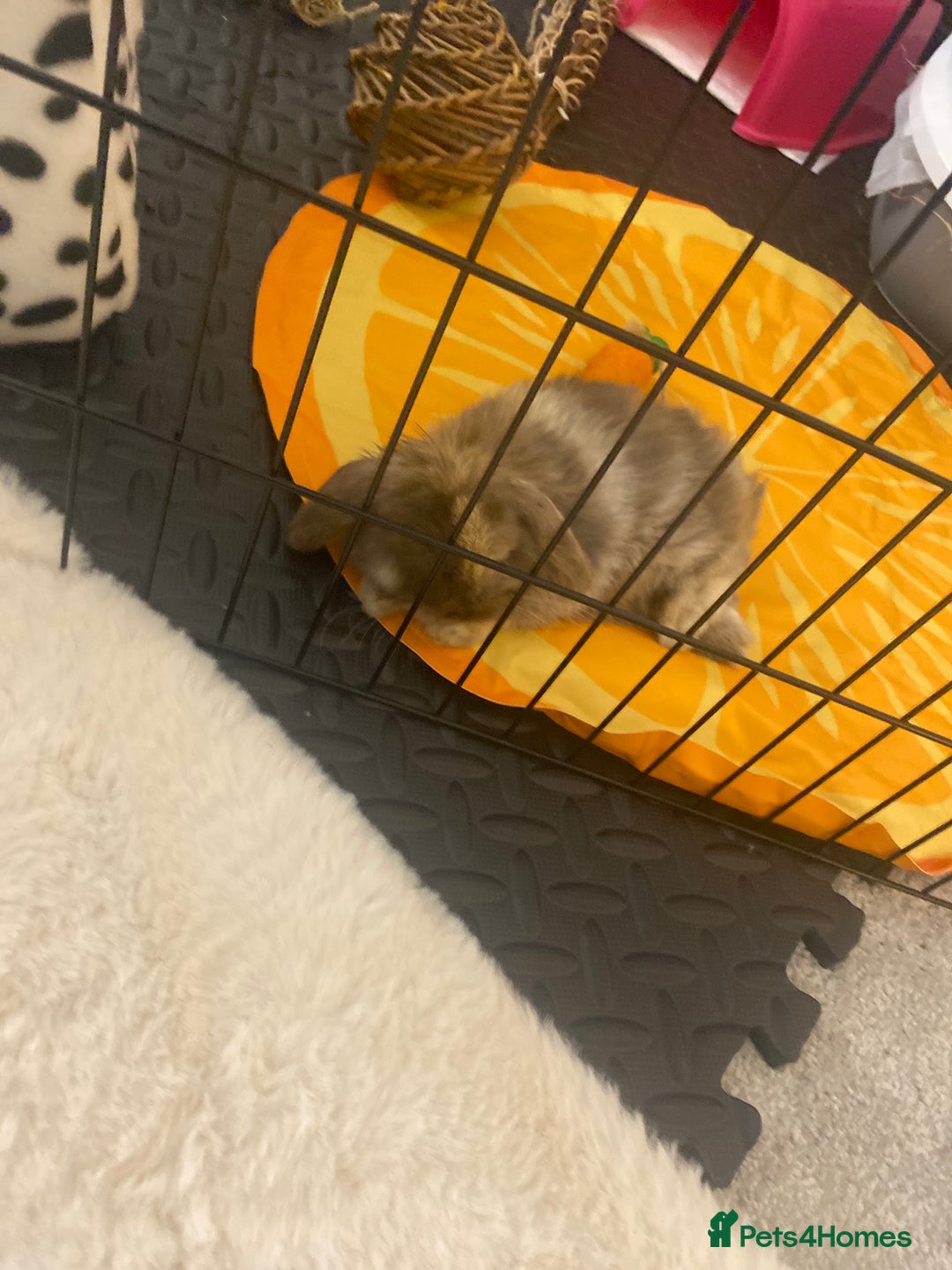 Mini Lop rabbits for sale: Pedigree mini lop - Advert 3