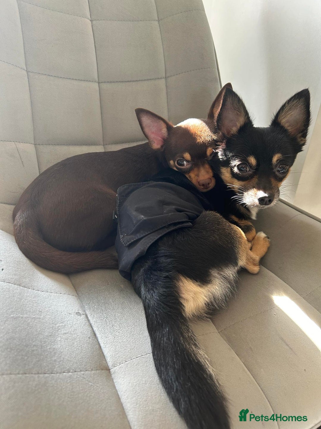 Chihuahua dogs for sale: Male and female chihuahua free rehoming. - Advert 3