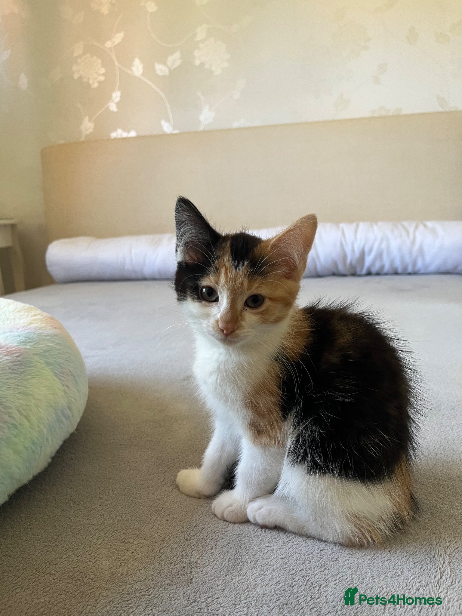 Mixed Breed cats 5 beautiful and friendly kittens! - Advert 2