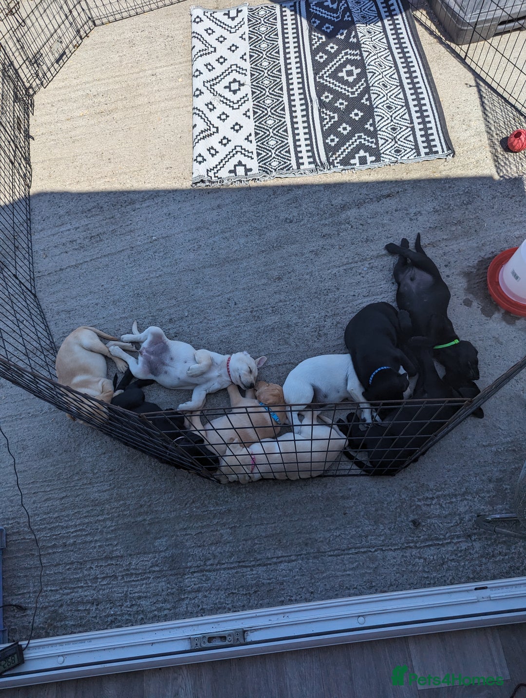 Labrador Retriever dogs for sale: KC Labrador puppies #READY TO LEAVE# - Image 13