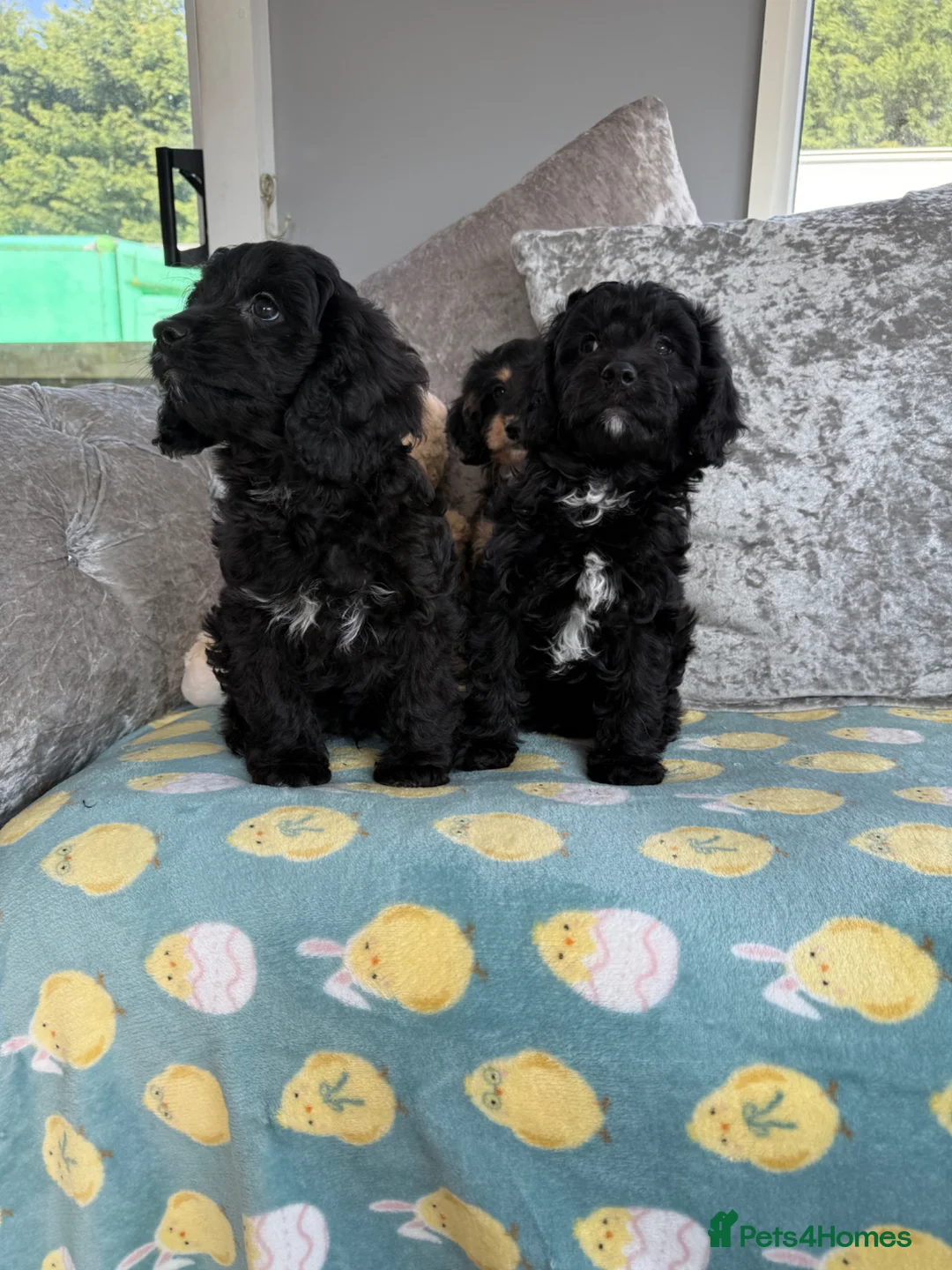 Cavapoo dogs for sale: Stunning DNA Clear Cavapoo Pups - Advert 19