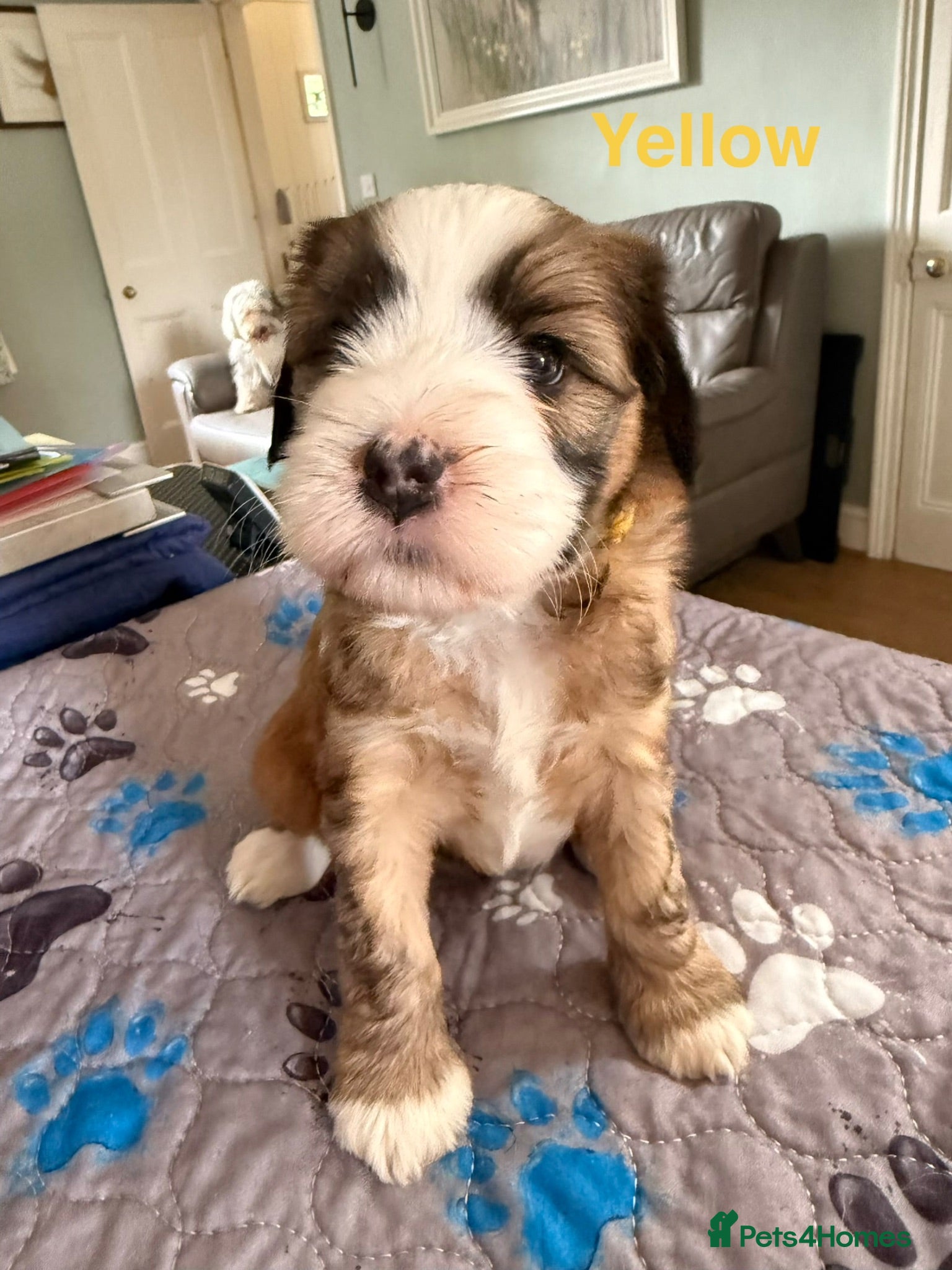 Tibetan Terrier dogs Gold Sable & White Tibetan Terrier Girl - Advert 8