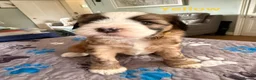 Tibetan Terrier dogs for sale: Gold Sable & White Tibetan Terrier Girl - Advert 1