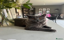 British Shorthair cats for sale: British shorthair female  - Image 7