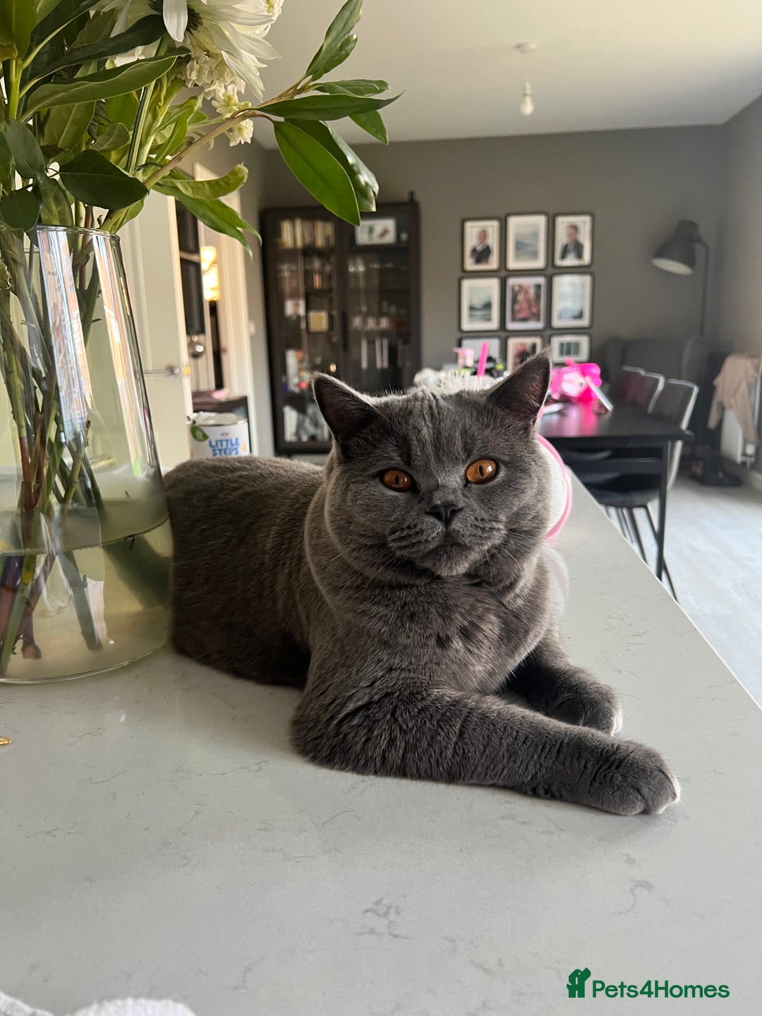 British Shorthair cats for sale: British shorthair female  - Image 7
