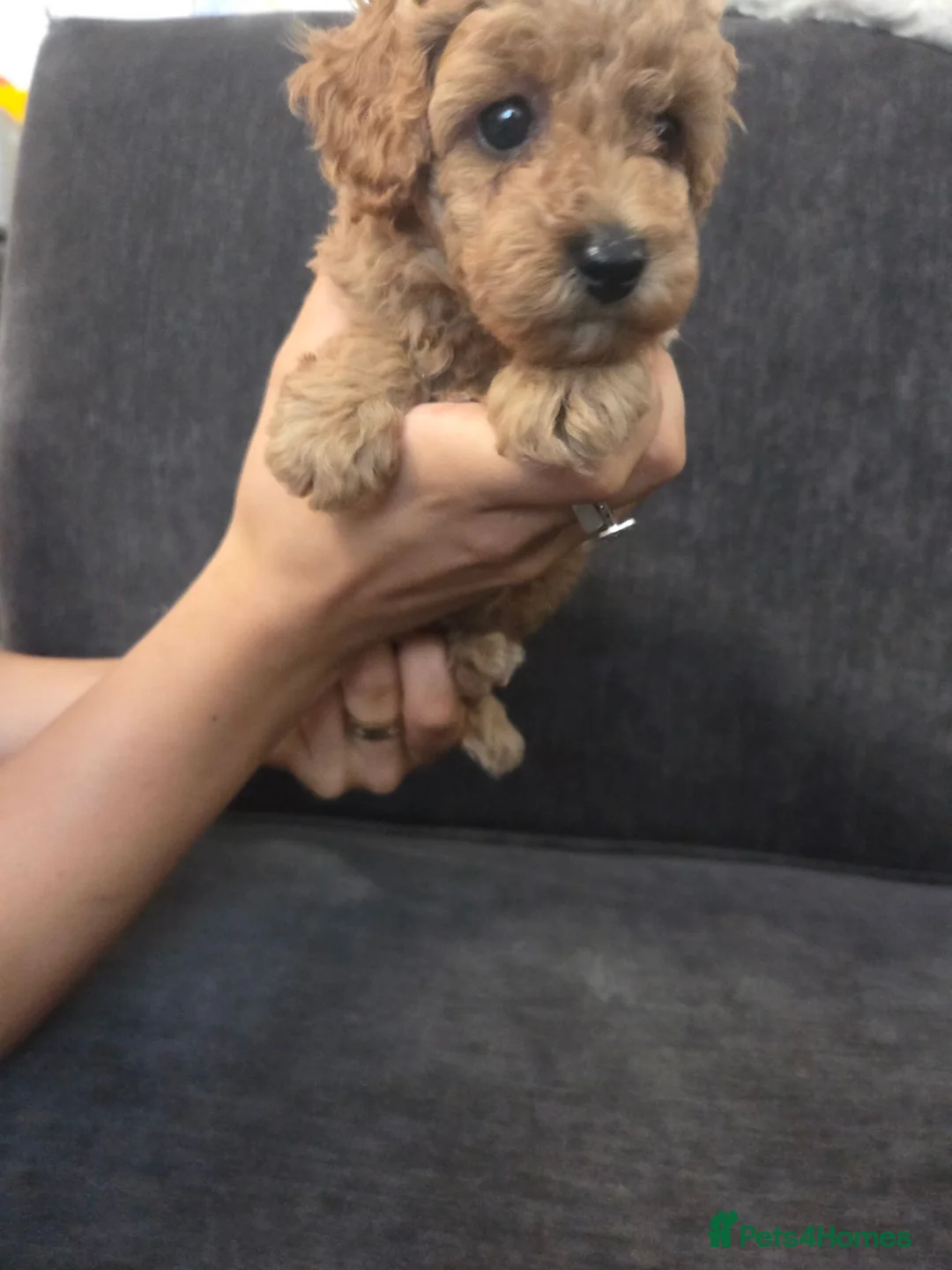 Toy Poodle dogs for sale: Beautiful homebred red toy poodle puppys - Advert 8