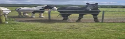Irish Draught horses for sale: Beautiful Zahia - Advert 9