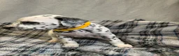 Dalmatian dogs for sale: Dalmatian puppies  in Okehampton - Advert 11