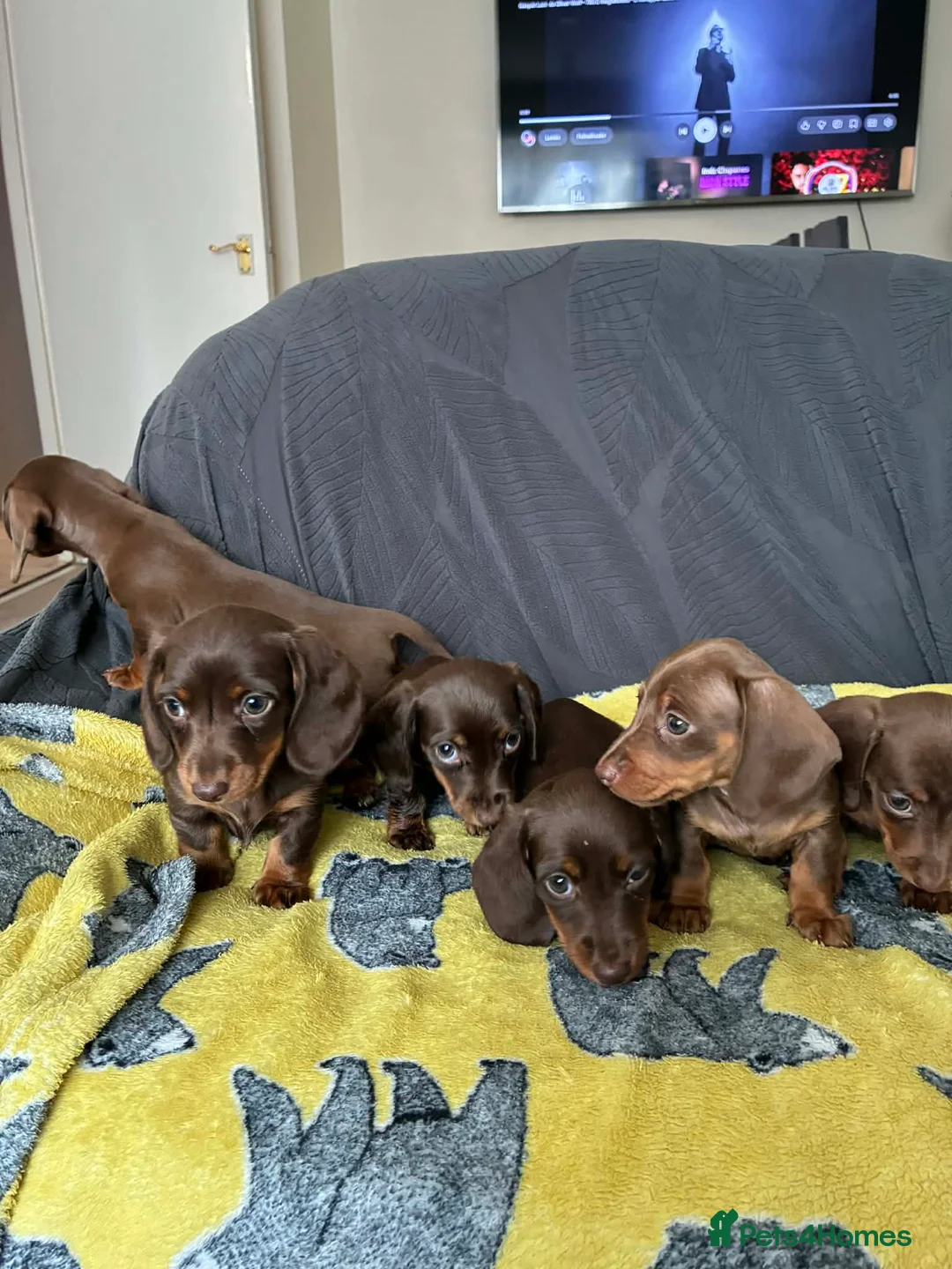 Miniature Dachshund dogs for sale: 6 gorgeous M Dachshunds - Advert 12