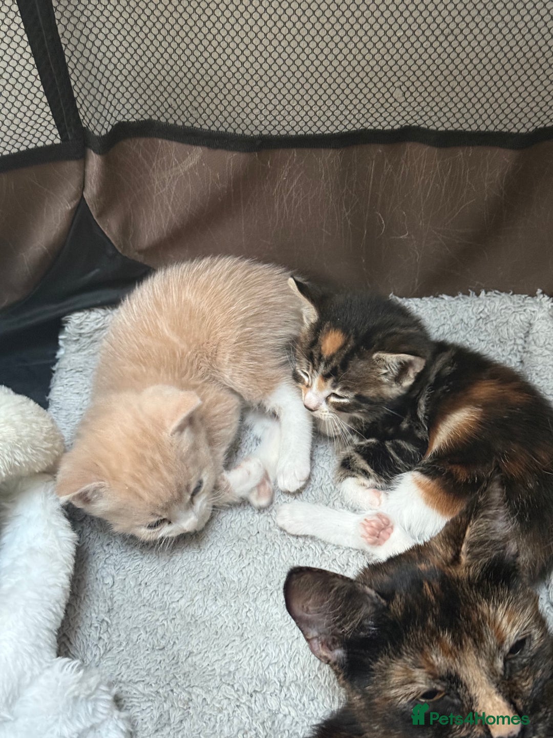 Mixed Breed cats for sale: 4 Gorgeous Kittens Ready for Their Forever Homes! - Image 10