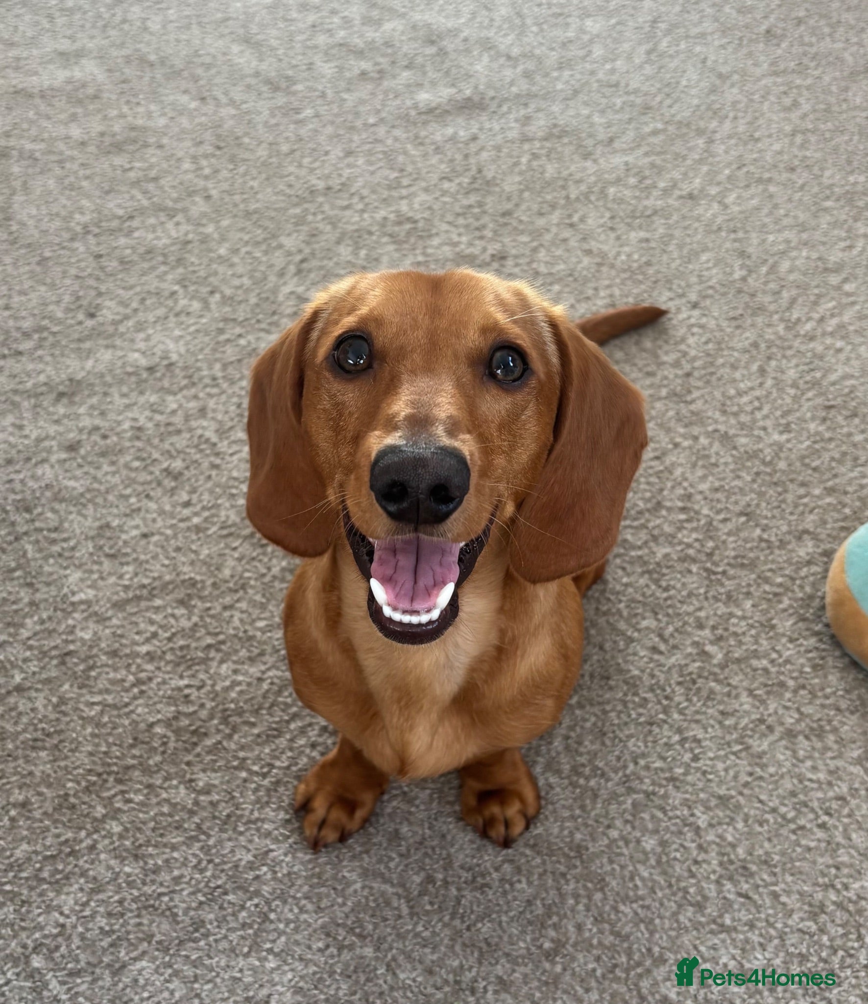 Miniature Dachshund dogs Male miniature dachshund  - Advert 21