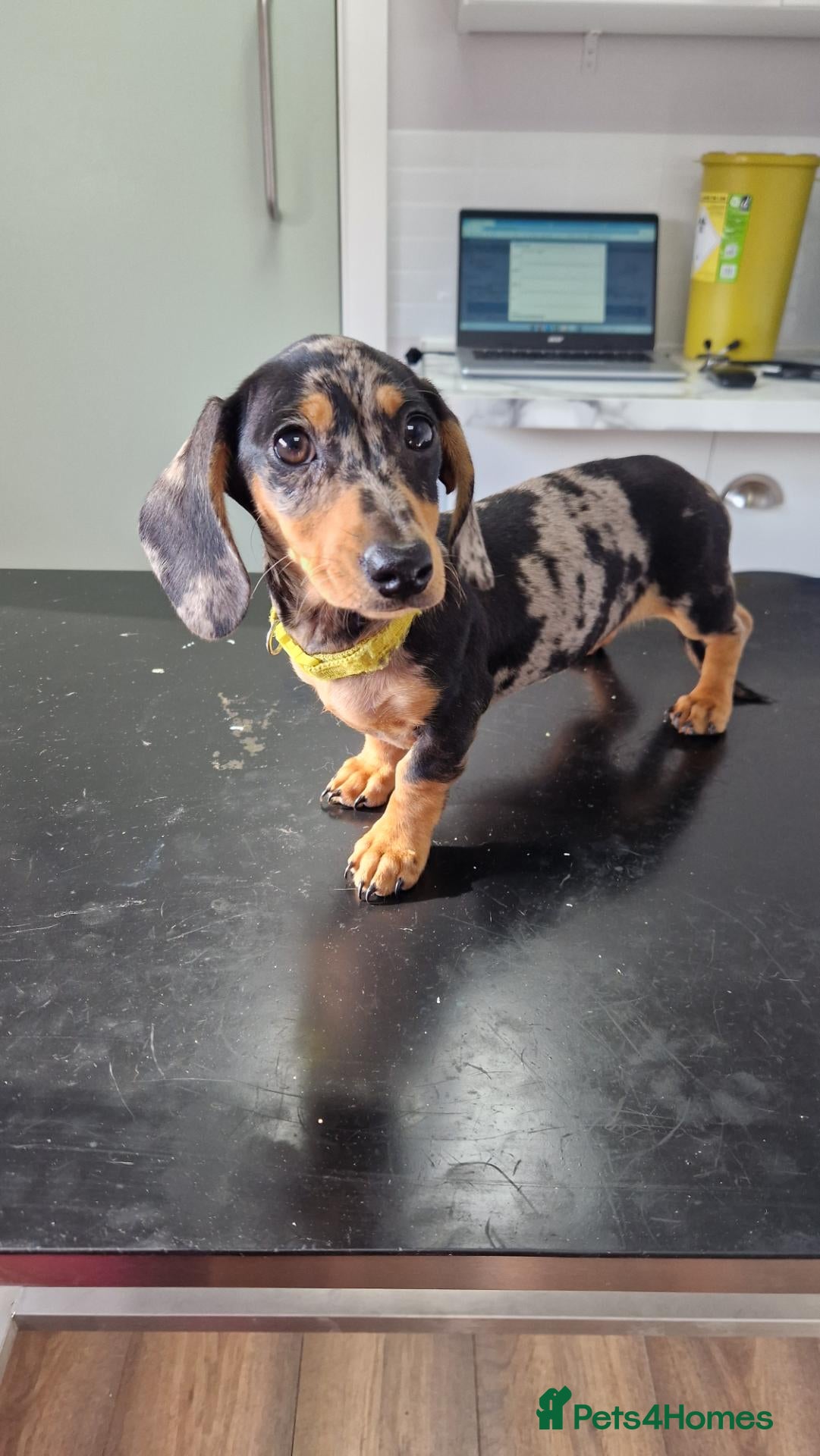 Miniature Dachshund dogs Can go KC reg PRA CLEAR MINIATURE DACHSHUND - Advert 1