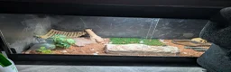 Bearded Dragon reptiles for sale: Rehoming my 11 year old bearded dragon  in Cardiff - Advert 6