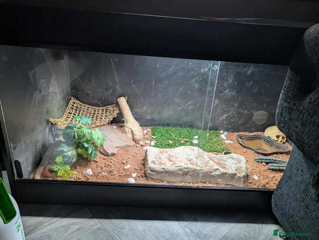 Bearded Dragon reptiles for sale: Rehoming my 11 year old bearded dragon  in Cardiff - Advert 6