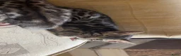 Bengal cats for sale: 😻MagicalBengal’s ready naw ! 🐆 - Advert 8