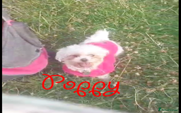 Poochon dogs for sale: Bambi and her mum Poppy need a new loving Family - Image 7