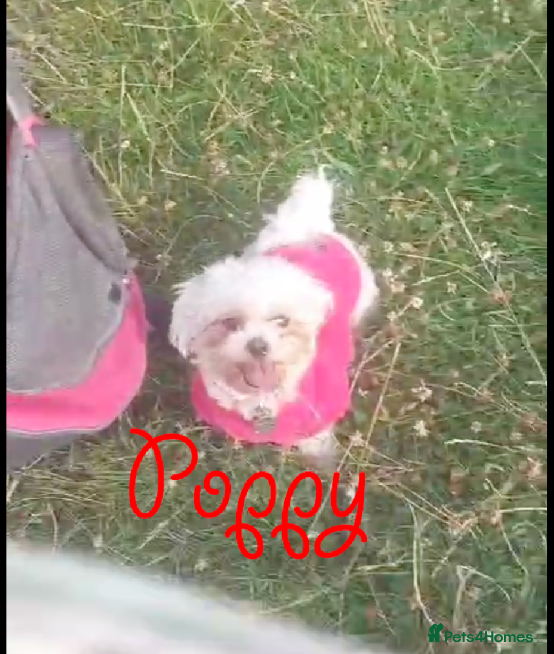 Poochon dogs for sale: Bambi and her mum Poppy need a new loving Family - Image 7