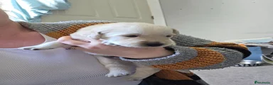 Goldador Puppy 1