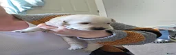 Goldador dogs for sale: Beautiful Goldador puppies  in Castle Douglas - Advert 4