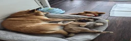 Japanese Shiba Inu dogs for sale: Last Lovely Shiba Inu Puppy, Ready for home now! - Advert 26