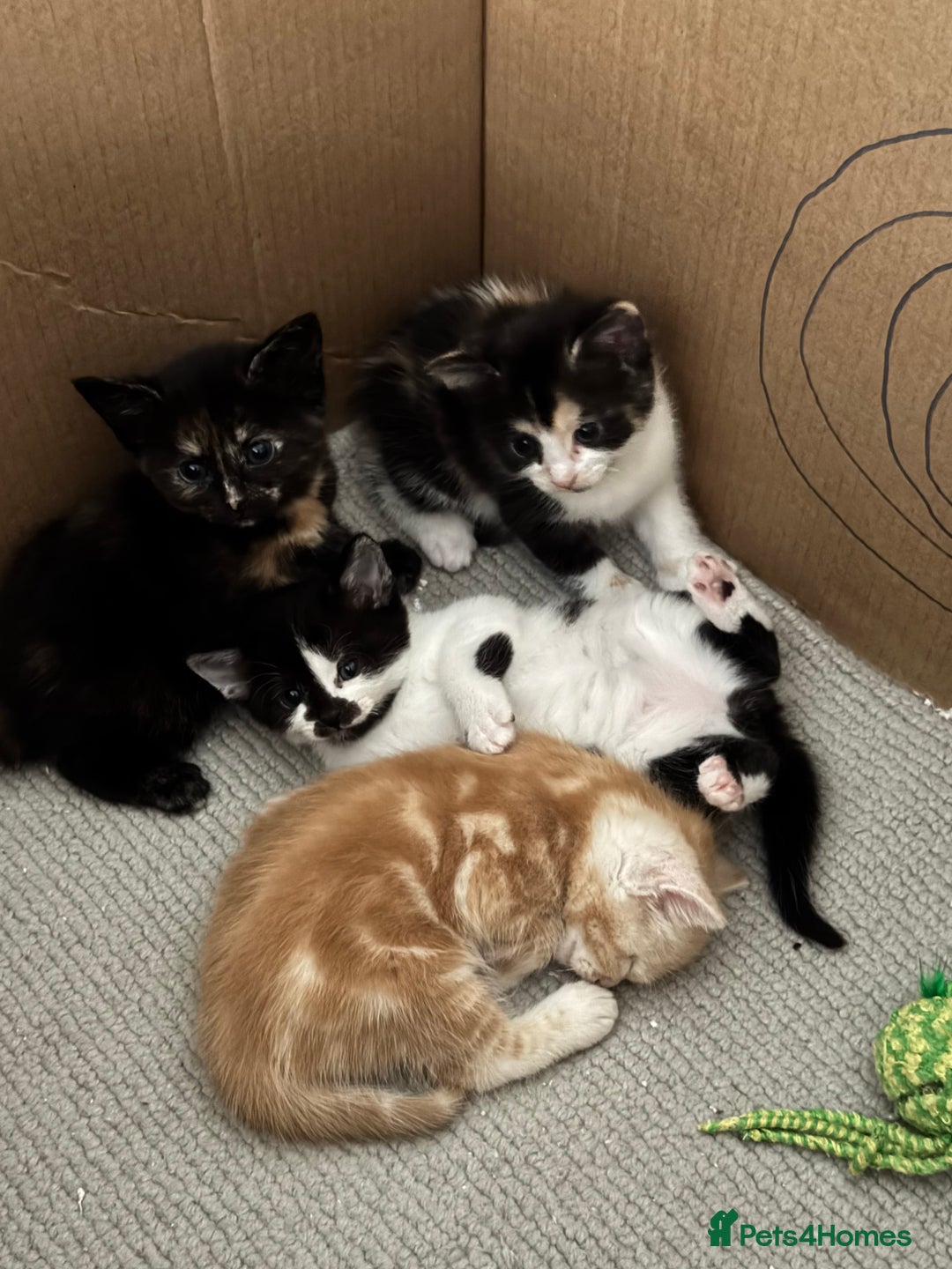 Bengal cats for sale: Bengal and British shorthair mix ginger kitten - Advert 20