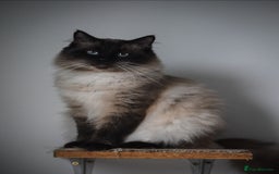 Mixed Breed cats for sale: Ragdoll x kittens for sale - Image 13