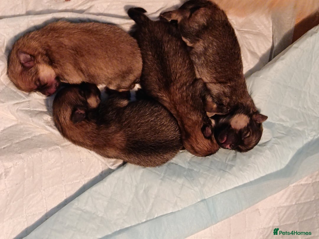 Pomeranian dogs for sale: 2 POMERANIAN PUPPIES FOR SALE - 1 girl and 1 boy - Advert 5