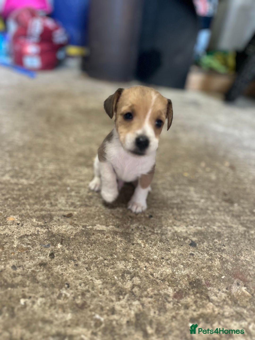 Jack Russell dogs for sale: Beautiful traditional jackrussel Pups  - Advert 2