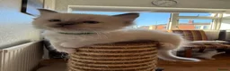 Ragdoll cats for sale: Perfect Blue Point Ragdoll kittens. - Advert 18
