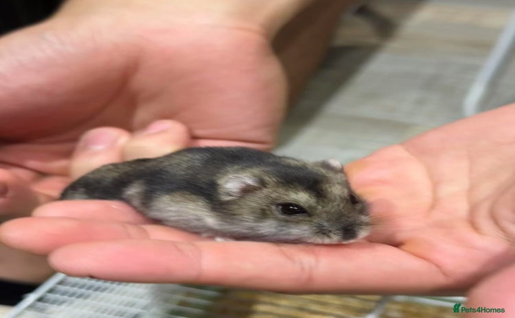 Hamster rodents - Advert 1