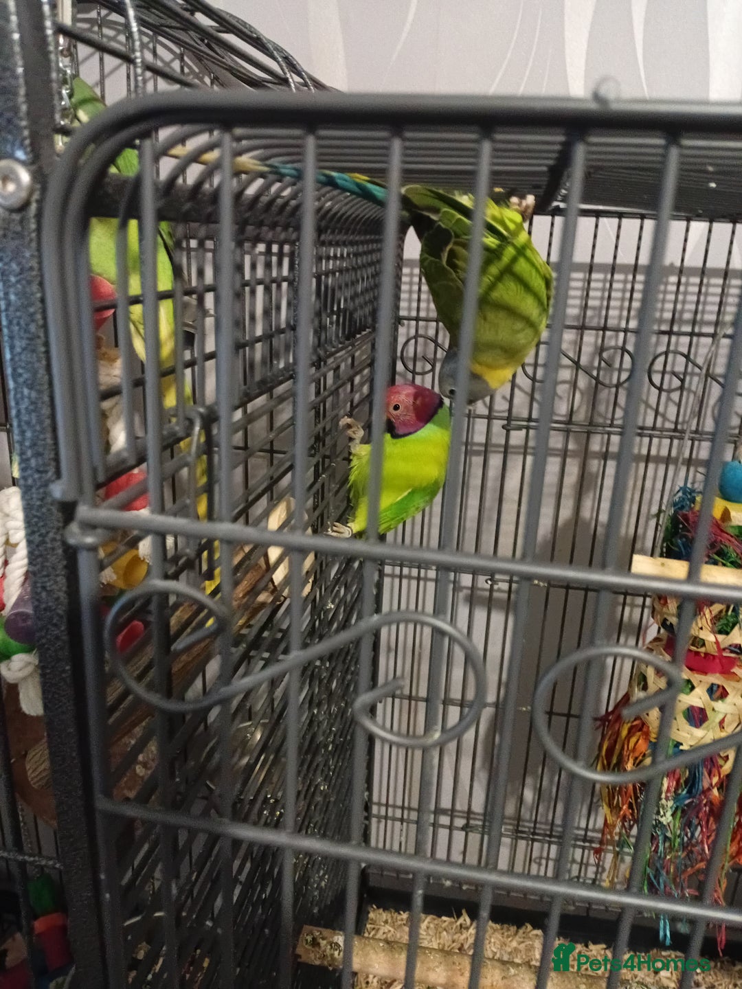 Parakeets birds for sale: Blue and red plum headed parakeets  - Image 2