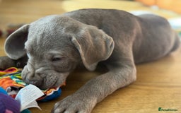 Labrador Retriever dogs for sale: 🩶 Silver & Charcoal Labrador Puppies - Image 18