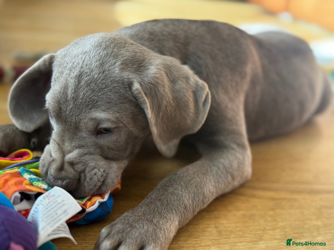 Labrador Retriever dogs for sale: 🩶 Silver & Charcoal Labrador Puppies - Image 18