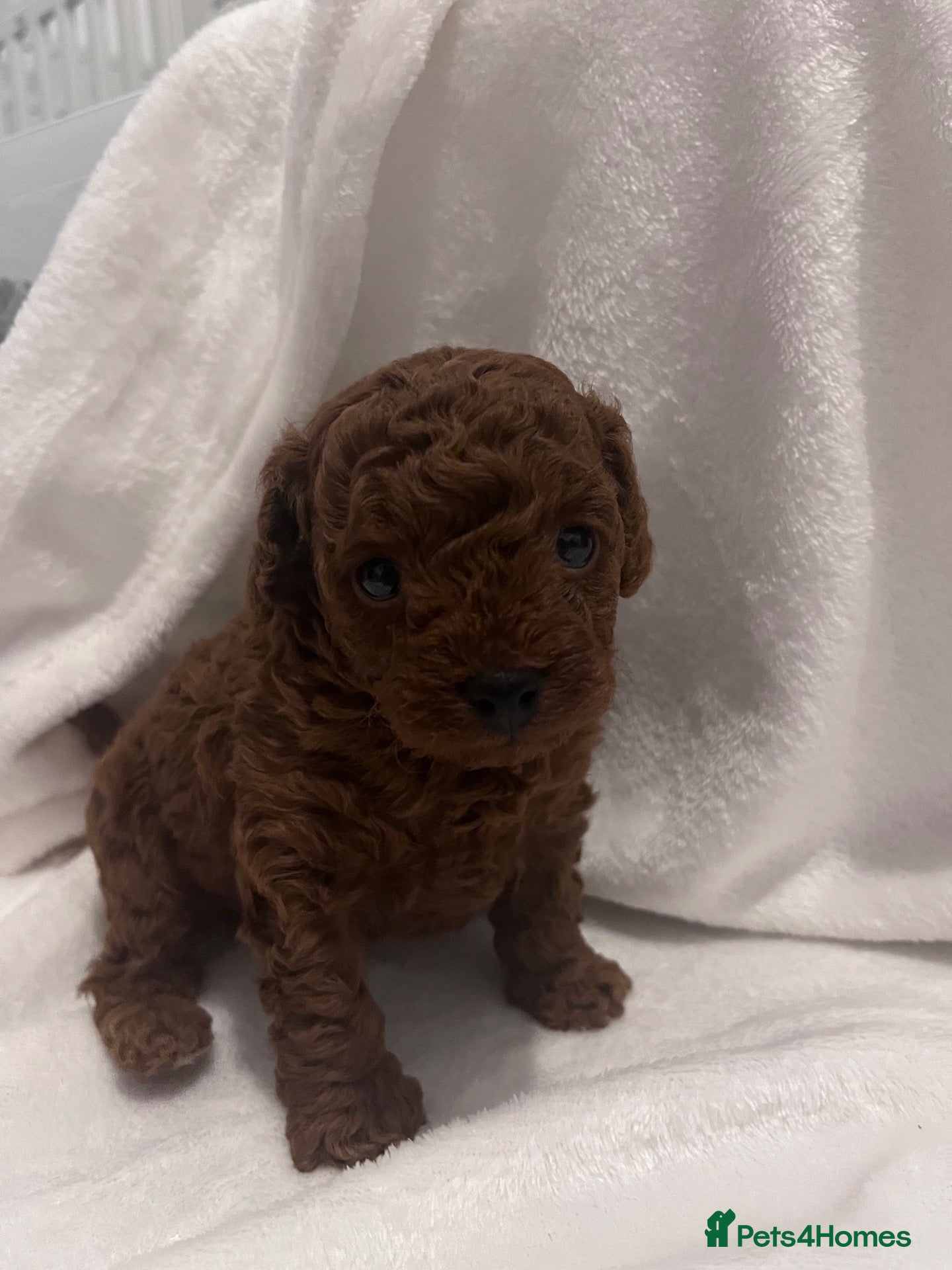 Cavapoo dogs ⭐️Beautiful deep red toy cavapoo⭐️ - Advert 11