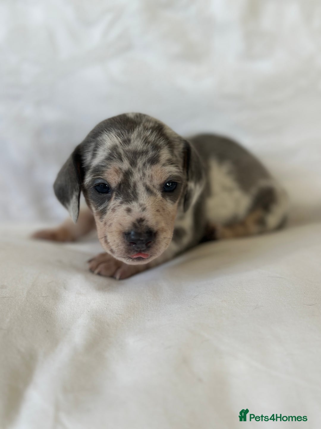 Miniature Dachshund dogs for sale: KC blue & cream dapple miniatu dachshunds last boy - Advert 12