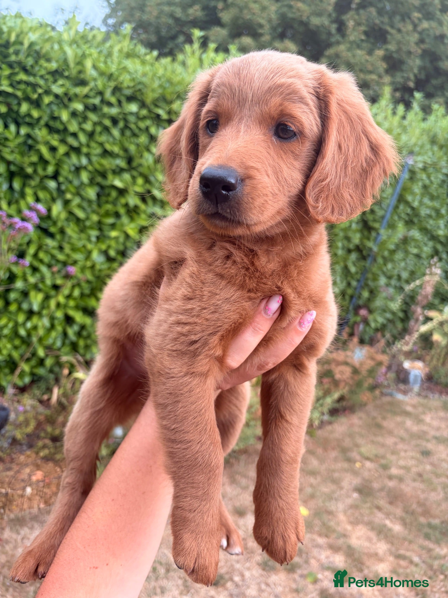 Mini Goldendoodle dogs F2 miniature goldendoodles - Advert 4