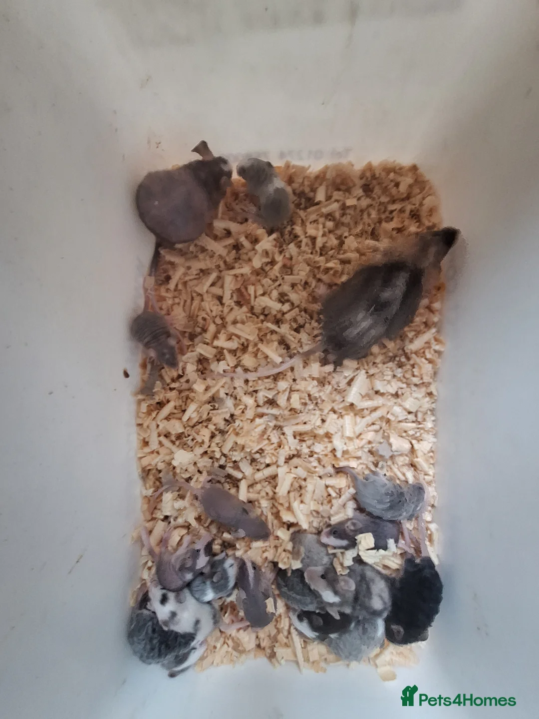 Mouse rodents for sale: Fancy pet mice for sale  - Advert 9