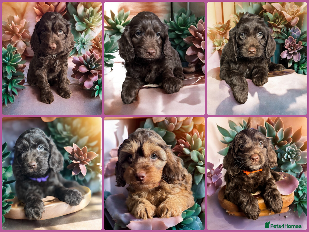 Cockapoo dogs for sale: WAITING LIST OPEN FOR SHOW SPANIELS AND COCKAPOOS - Advert 6