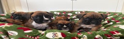 Boxer dogs for sale: Boxer puppy’s  - Advert 11