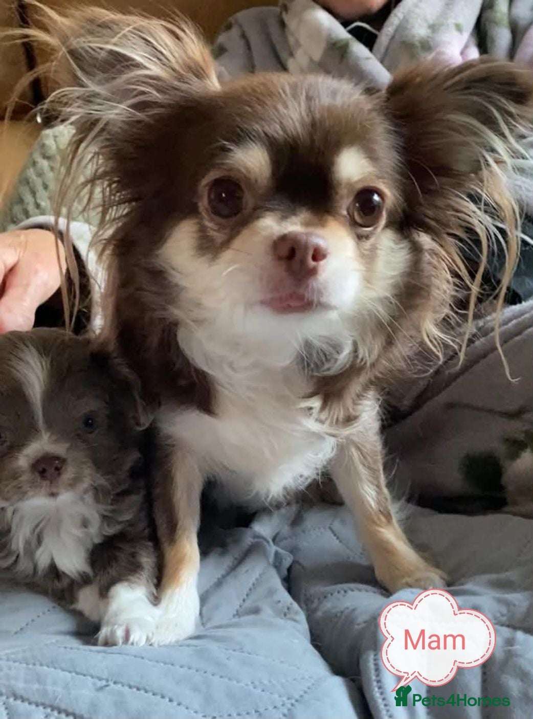Chihuahua dogs Beautiful little long haired chihuahua  girl puppy - Advert 1