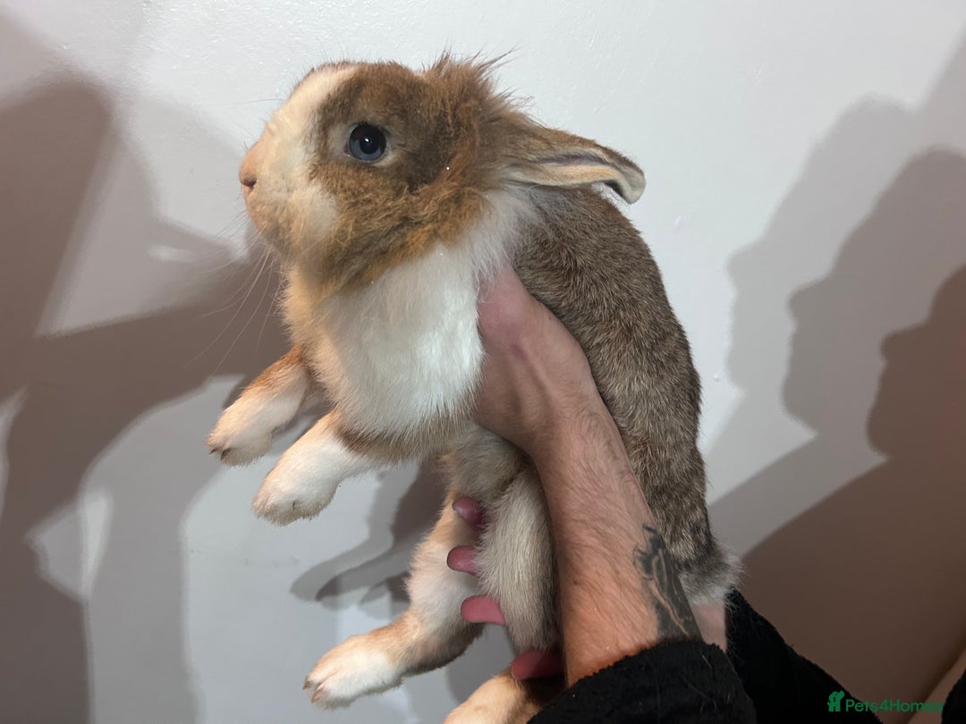 Mixed Breed rabbits for sale: Rabbits - Advert 3