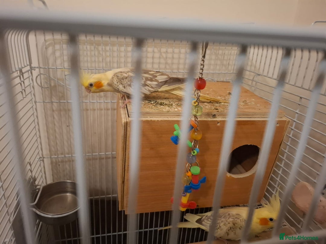 Cockatiels birds for sale: Pair of Healthy Cokateil for Sale - Advert 2