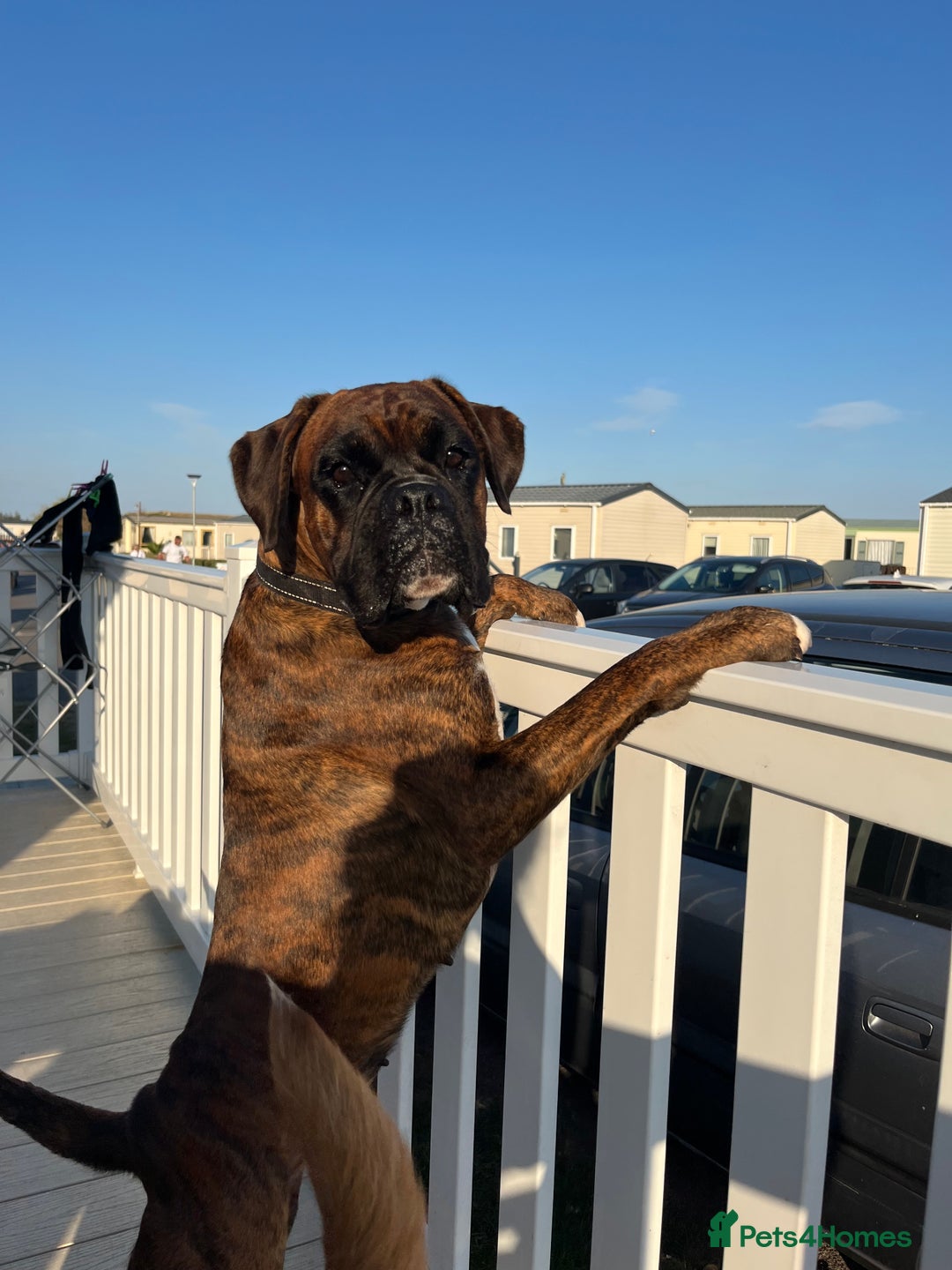 Boxer dogs for sale: 2 beautiful female boxers  - Advert 2