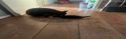 Mixed Breed cats for sale: Cute and playful - Advert 4