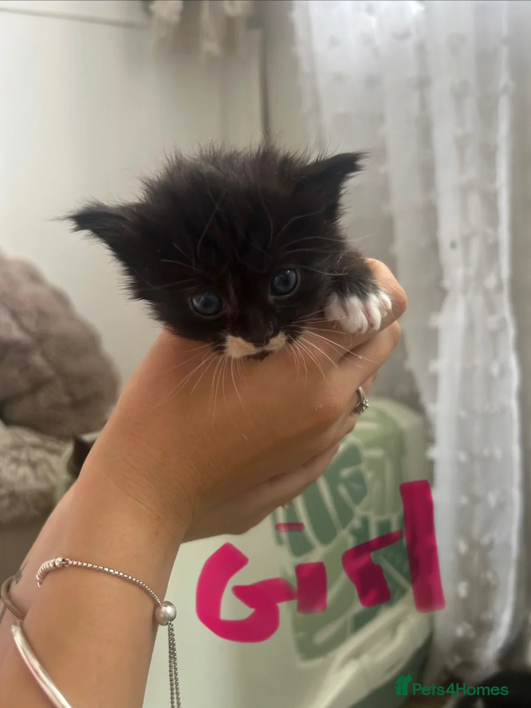 Mixed Breed cats for sale: 5 females for sale  in St. Neots - Advert 8