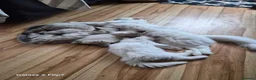 Ragdoll cats for sale: COUPLE OF ragdolls left - Advert 1