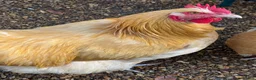 Chickens poultry for sale: 2 Buff Orpington Cockerels - Advert 5