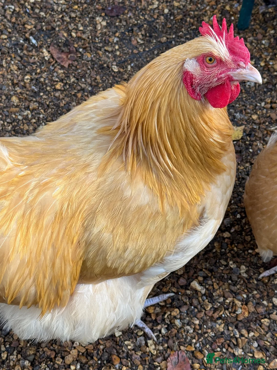 Chickens poultry for sale: 2 Buff Orpington Cockerels - Advert 5